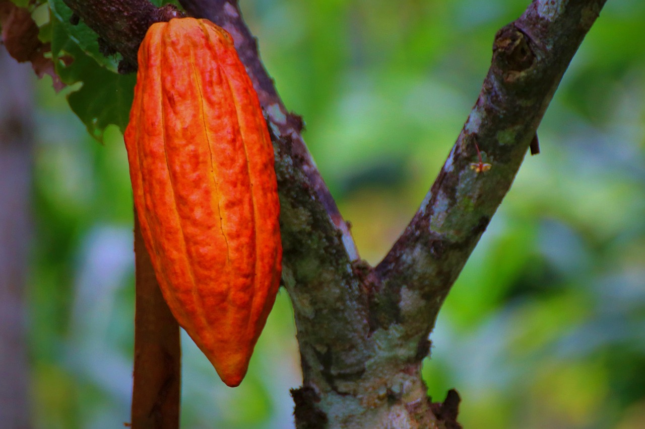 Kakao Indonesia. Gambar oleh Maliflac dari Pixabay