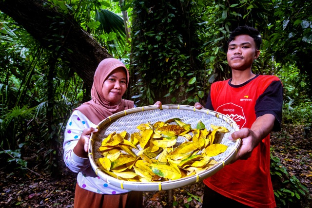 Bahan baku daun pewarna alami (Photo; LTKL & Gampiri Interaksi)