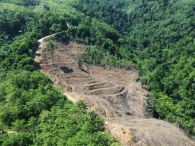 Hutan yang jadi wilayah konsesi GNJ di Gorontalo Utara yang telah dibuka. (Foto: Sarjan Lahay)