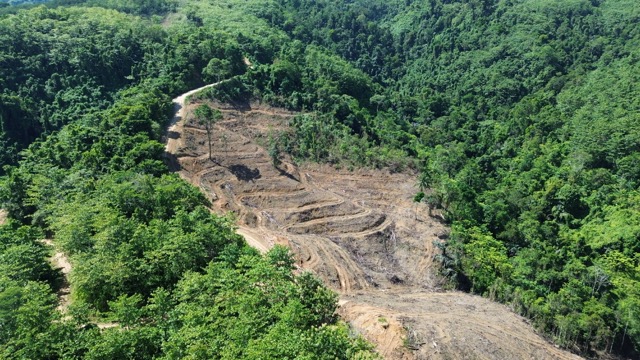 Hutan yang jadi wilayah konsesi GNJ di Gorontalo Utara yang telah dibuka. (Foto: Sarjan Lahay)