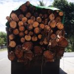Sebuah truk milik PT GNJ mengangkut kayu dari hutan. (Foto: Sarjan Lahay)