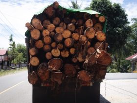 Sebuah truk milik PT GNJ mengangkut kayu dari hutan. (Foto: Sarjan Lahay)