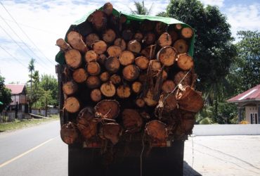 Sebuah truk milik PT GNJ mengangkut kayu dari hutan. (Foto: Sarjan Lahay)