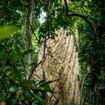 Pohon Rau di Hutan Ranjuri (Photo: LTKL & Gampiri Interaksi)