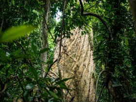 Pohon Rau di Hutan Ranjuri (Photo: LTKL & Gampiri Interaksi)
