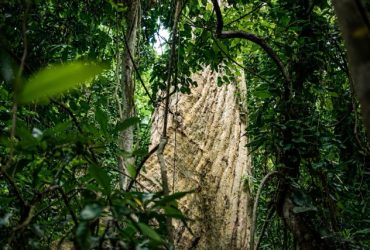 Pohon Rau di Hutan Ranjuri (Photo: LTKL & Gampiri Interaksi)