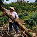 Perempuan adat sedang mengambil bahan baku pisang (Foto: PIlar Nusantara (PINUS).