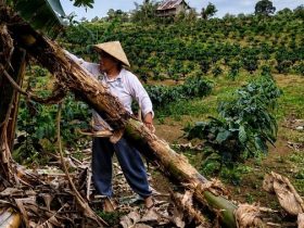 Perempuan adat sedang mengambil bahan baku pisang (Foto: PIlar Nusantara (PINUS).