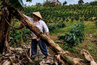 Perempuan adat sedang mengambil bahan baku pisang (Foto: PIlar Nusantara (PINUS).