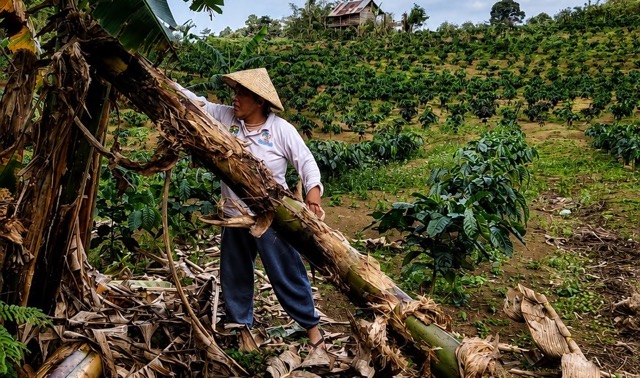 Perempuan adat sedang mengambil bahan baku pisang (Foto: PIlar Nusantara (PINUS).