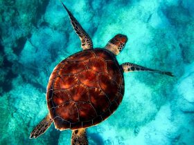 Penyu. (Sumber Foto: Pixabay.com)