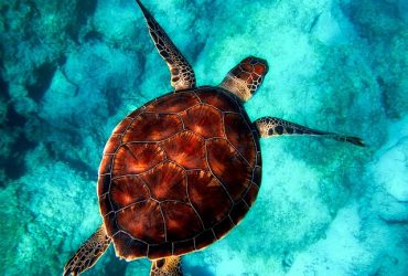 Penyu. (Sumber Foto: Pixabay.com)