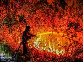 Seorang petugas berusaha memadamkan api di Kalimantan akibat Karhutla. Foto: Greenpeace.