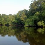 Hutan Mangrove di Semenanjung Banyuasin yang terjaga baik. Foto: Taufik Wijaya/Mongabay Indonesia