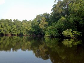 Hutan Mangrove di Semenanjung Banyuasin yang terjaga baik. Foto: Taufik Wijaya/Mongabay Indonesia