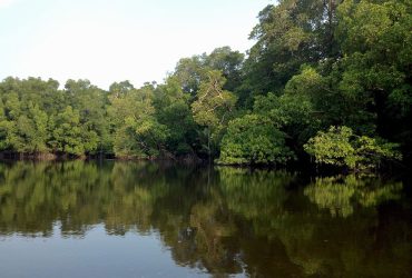 Hutan Mangrove di Semenanjung Banyuasin yang terjaga baik. Foto: Taufik Wijaya/Mongabay Indonesia