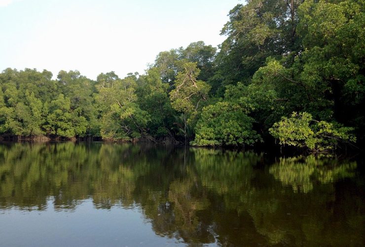 Hutan Mangrove di Semenanjung Banyuasin yang terjaga baik. Foto: Taufik Wijaya/Mongabay Indonesia