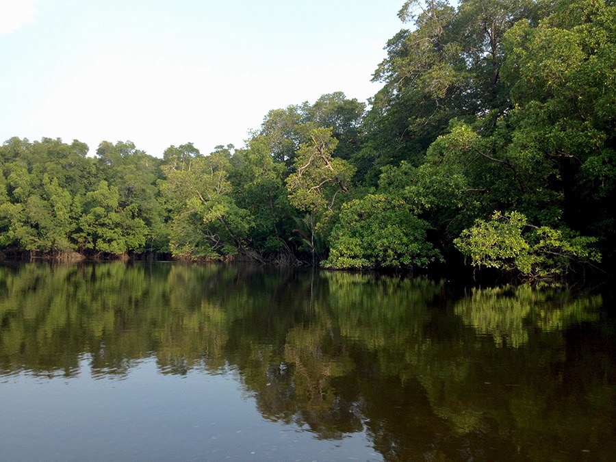 Hutan Mangrove di Semenanjung Banyuasin yang terjaga baik. Foto: Taufik Wijaya/Mongabay Indonesia