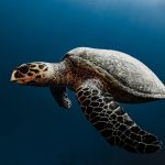Foto Penyu sedang berenang. Gambar oleh Franziska Stier dari Pixabay