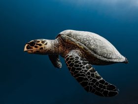 Foto Penyu sedang berenang. Gambar oleh Franziska Stier dari Pixabay