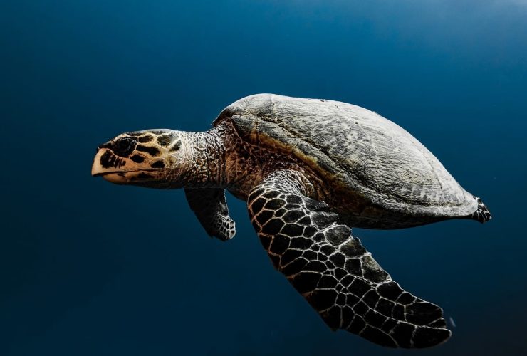 Foto Penyu sedang berenang. Gambar oleh Franziska Stier dari Pixabay