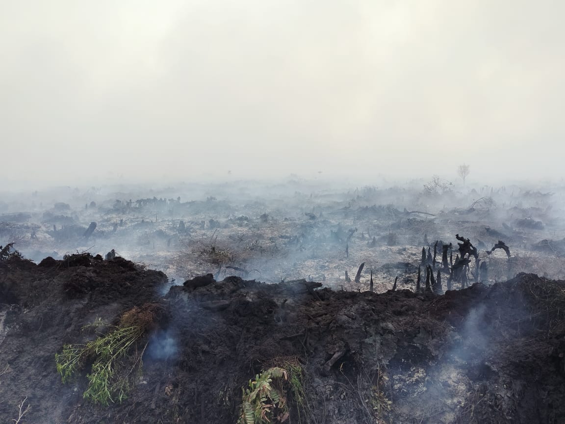 Kebakaran hutan dan lahan di Desa Sungai Cabang, berbatasan langsung dengan Taman Nasional Tanjung Puting, 5 Oktober 2023. Foto: warga Sungai Cabang