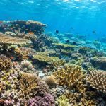Ilustrasi terumbu karang di perairan tropis. Sumber foto: AI