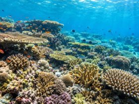 Ilustrasi terumbu karang di perairan tropis. Sumber foto: AI