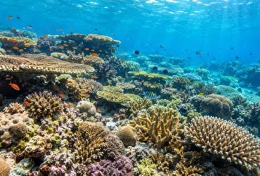Ilustrasi terumbu karang di perairan tropis. Sumber foto: AI
