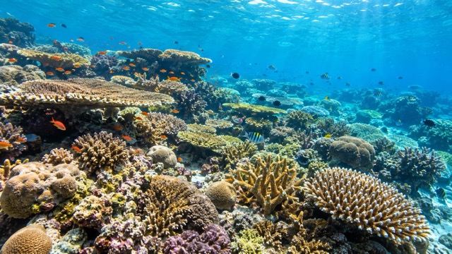 Ilustrasi terumbu karang di perairan tropis. Sumber foto: AI