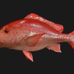 Ikan Kakap Merah. Sumber foto: newwavetaxidermy.com