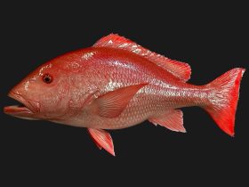 Ikan Kakap Merah. Sumber foto: newwavetaxidermy.com