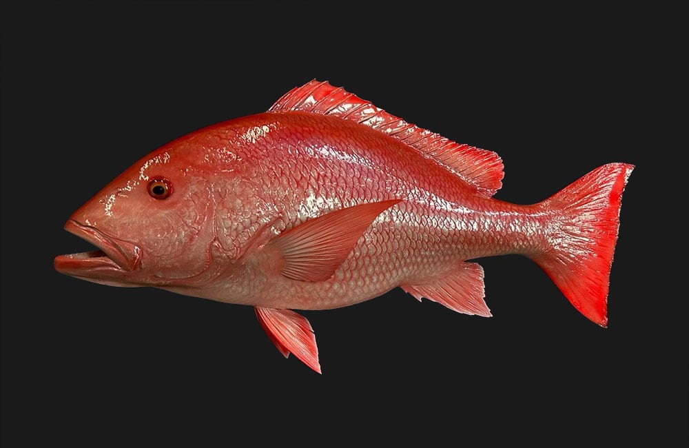 Ikan Kakap Merah. Sumber foto: newwavetaxidermy.com