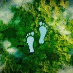 Ilustrasi hutan. Sumber foto dari forest digest