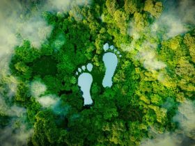 Ilustrasi hutan. Sumber foto dari forest digest
