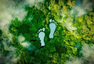 Ilustrasi hutan. Sumber foto dari forest digest