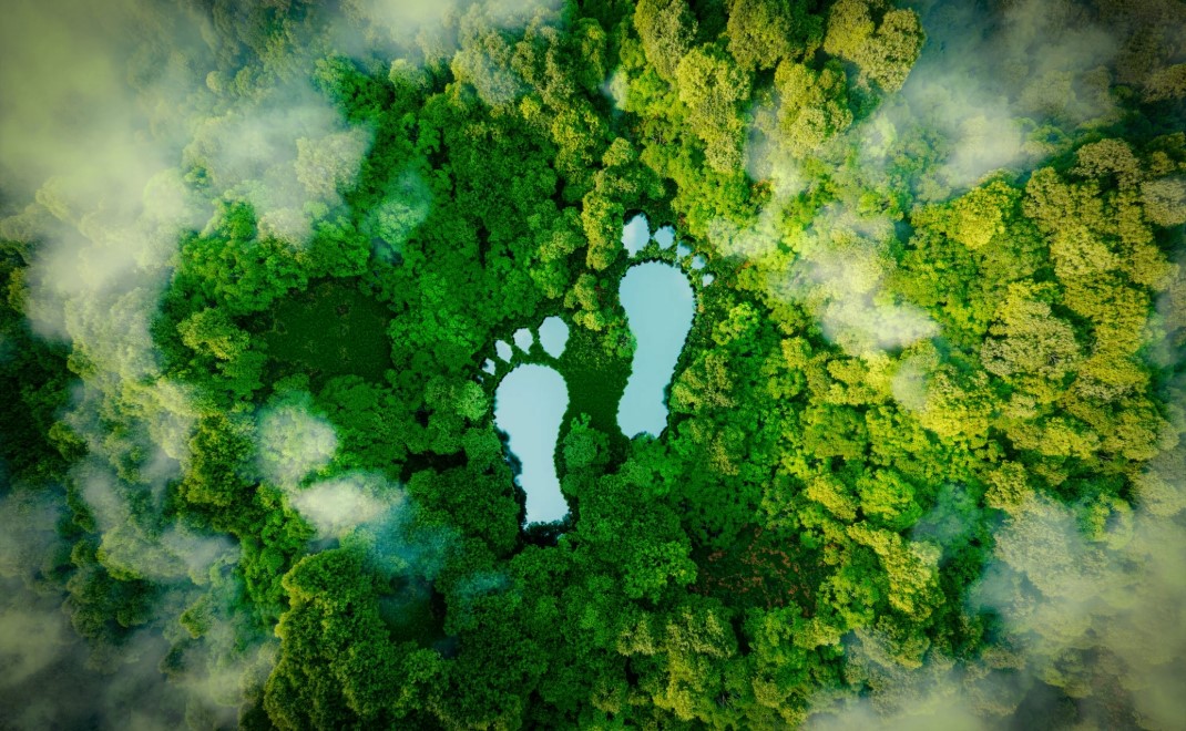 Ilustrasi hutan. Sumber foto dari forest digest