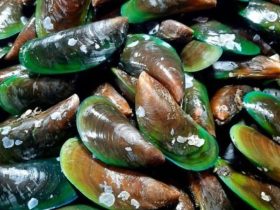 Kerang hijau. Sumber foto: Pinterest