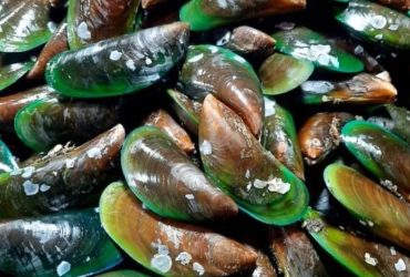 Kerang hijau. Sumber foto: Pinterest
