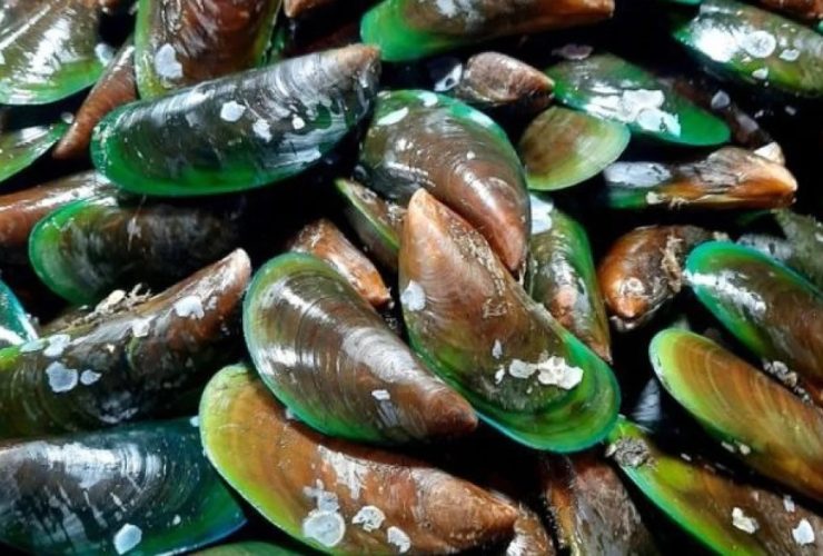 Kerang hijau. Sumber foto: Pinterest