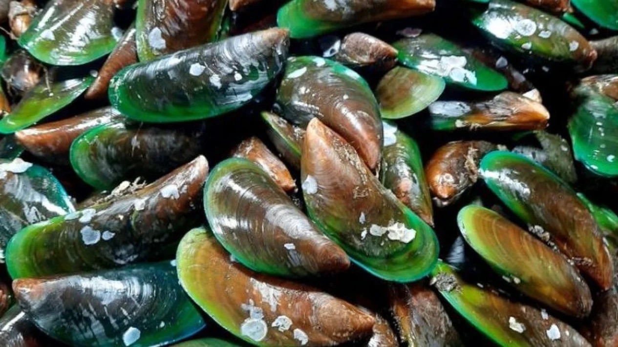 Kerang hijau. Sumber foto: Pinterest