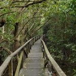 Ekowisata Mangrove Balikpapan. Sumber foto: Agoda