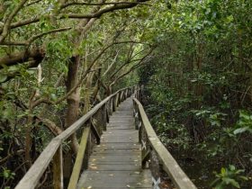 Ekowisata Mangrove Balikpapan. Sumber foto: Agoda