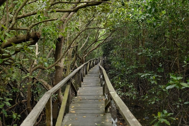 Ekowisata Mangrove Balikpapan. Sumber foto: Agoda