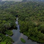 CA Leuweung Sancang, Hutan Mangrove. Foto: Donny Iqbal/Mongabay Indonesia