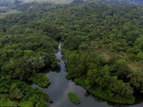 CA Leuweung Sancang, Hutan Mangrove. Foto: Donny Iqbal/Mongabay Indonesia