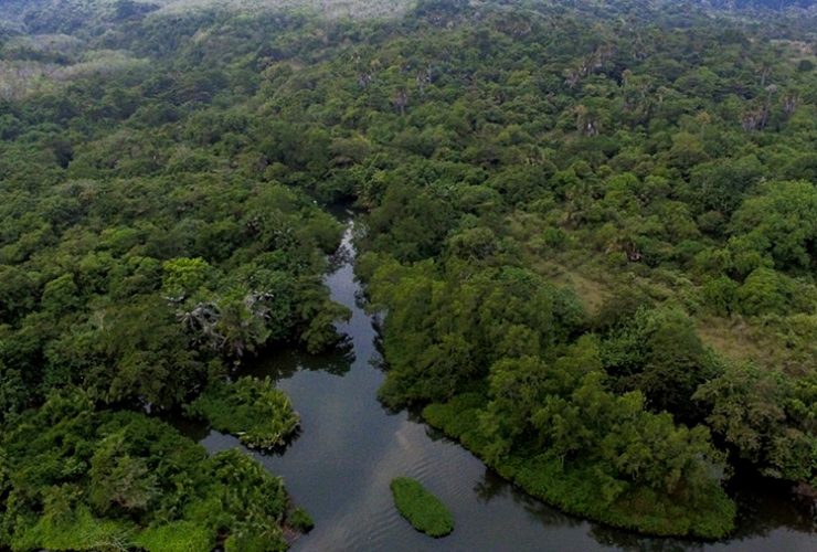 CA Leuweung Sancang, Hutan Mangrove. Foto: Donny Iqbal/Mongabay Indonesia