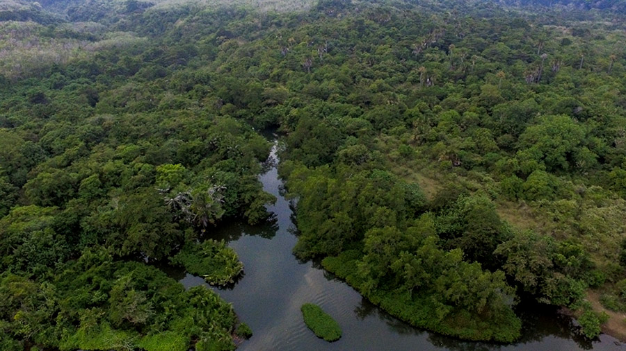 CA Leuweung Sancang, Hutan Mangrove. Foto: Donny Iqbal/Mongabay Indonesia
